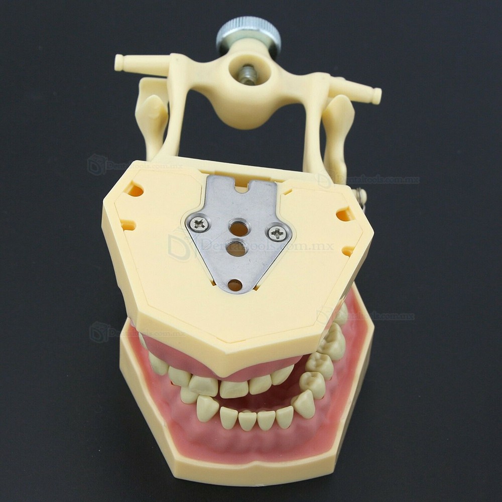 Fantoma Modelo de Práctica Dental compatible con Frasaco AG3 Typodont